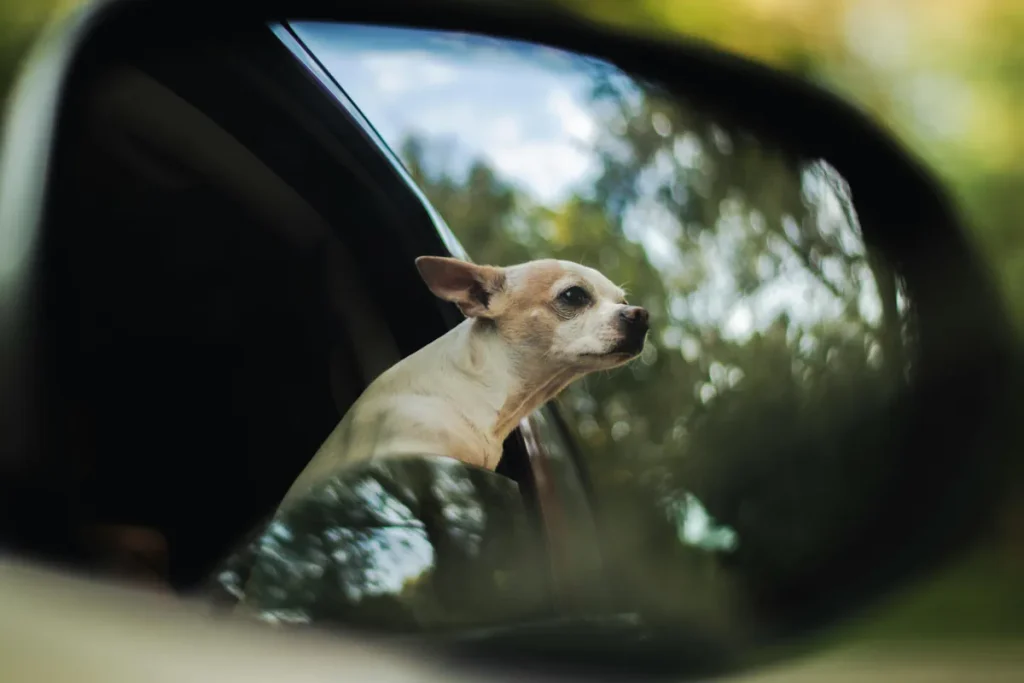 bilbälte hund