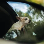 bilbälte hund